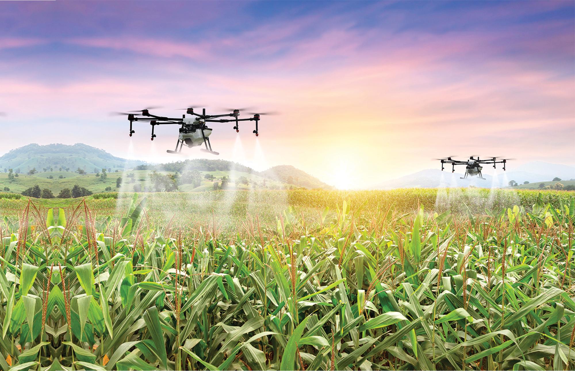 Agricultural drones spraying a corn field at sunrise, with mountains in the background
